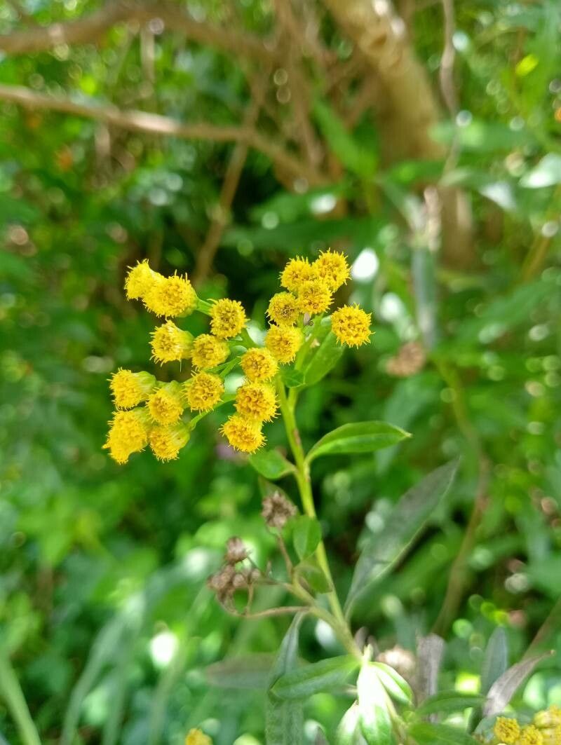 Psiadia altissima flower