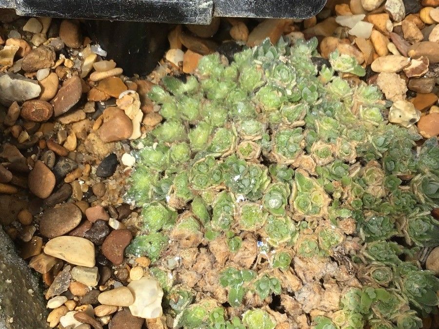 Draba ossetica — houseplant care guide