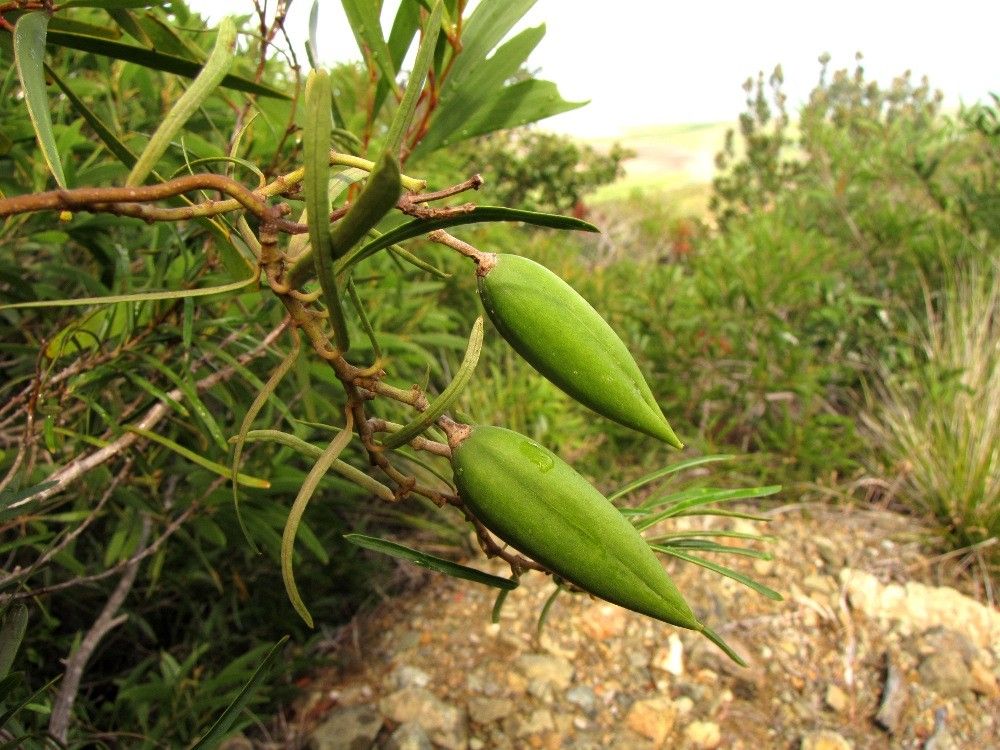 Marsdenia neocaledonica fruit