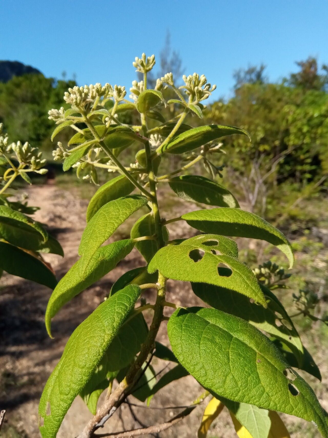 Vernonia platylepis leaf