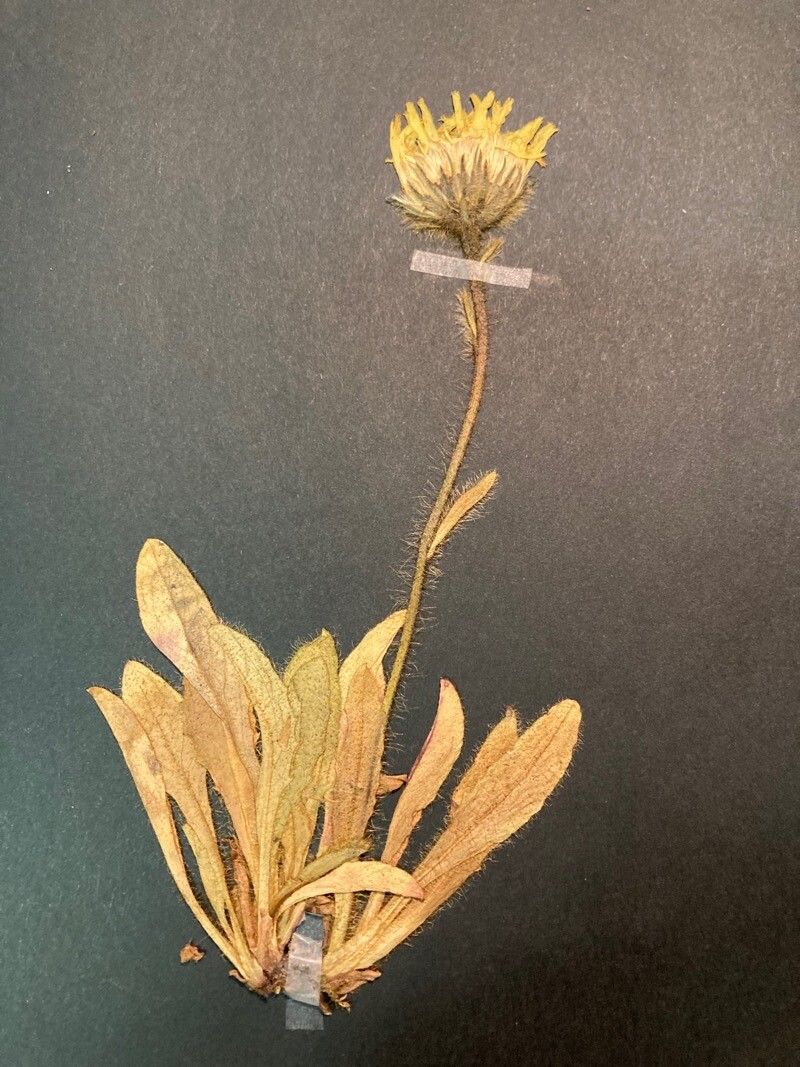 Hieracium dasytrichum — houseplant care guide