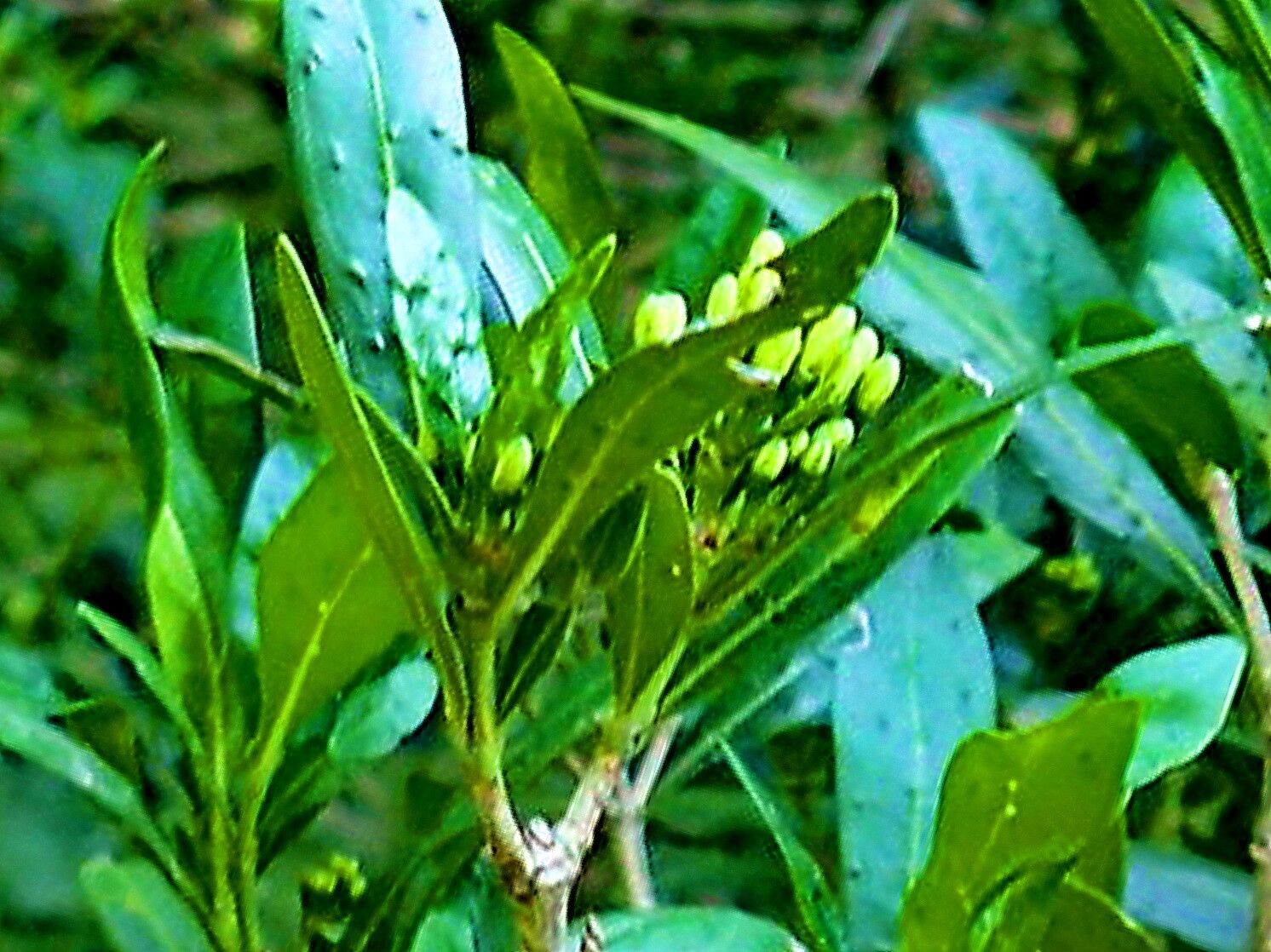 Pavetta lanceolata flower