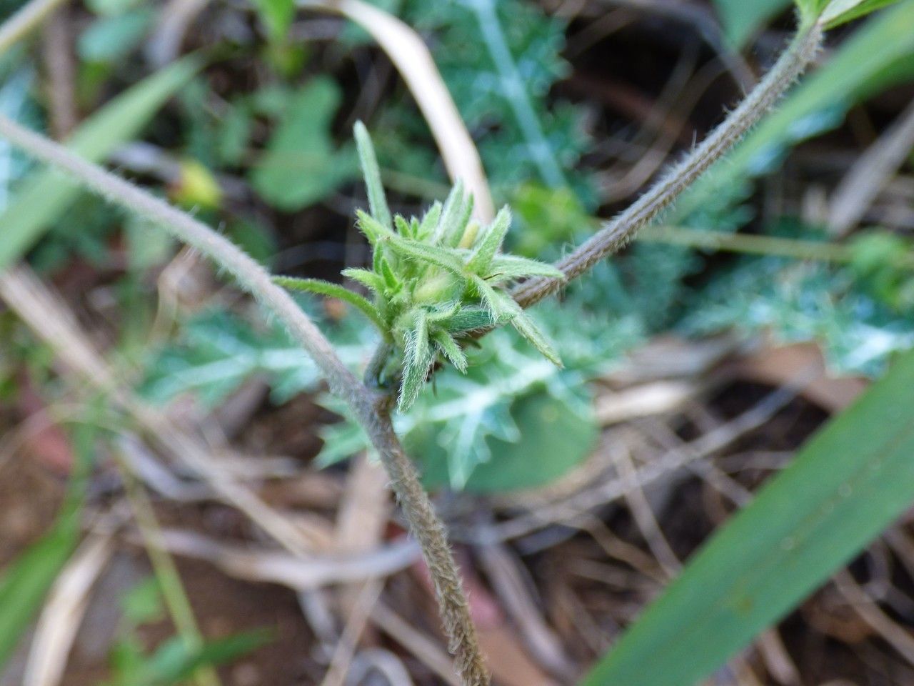 Ipomoea eriocarpa fruit
