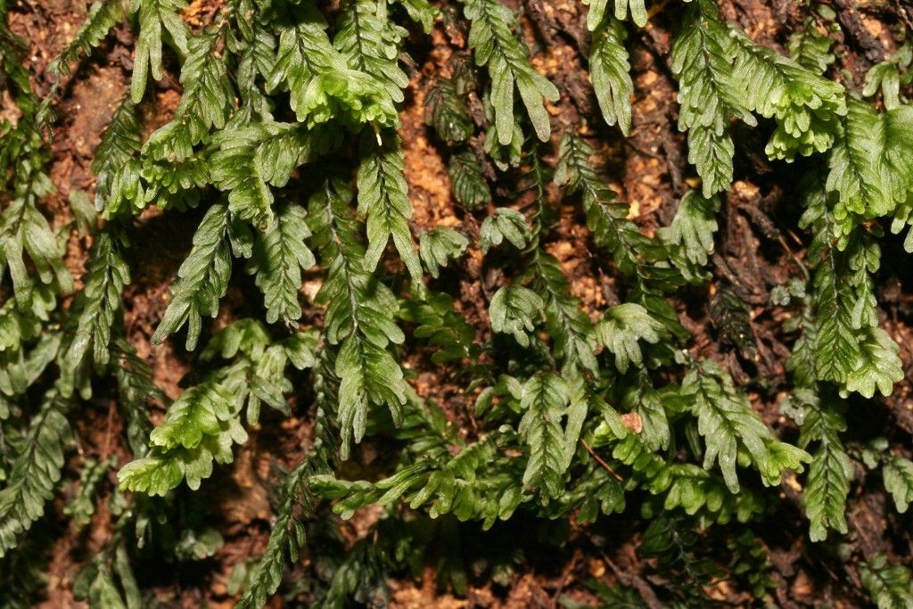 Hymenophyllum mnioides bark