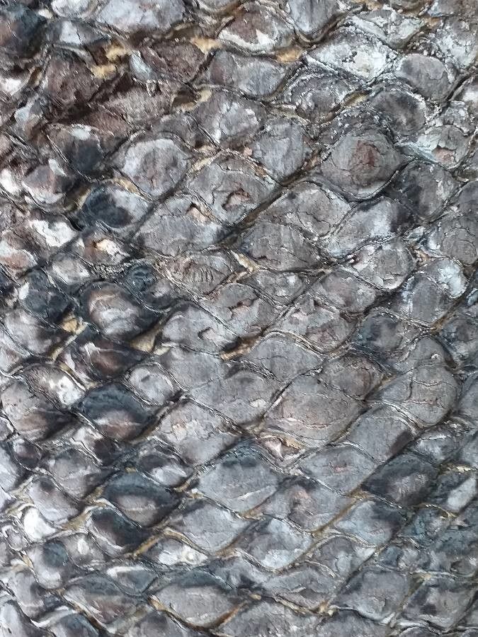 Macrozamia communis bark