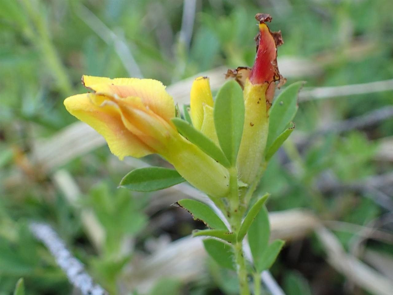 Cytisus lotoides flower