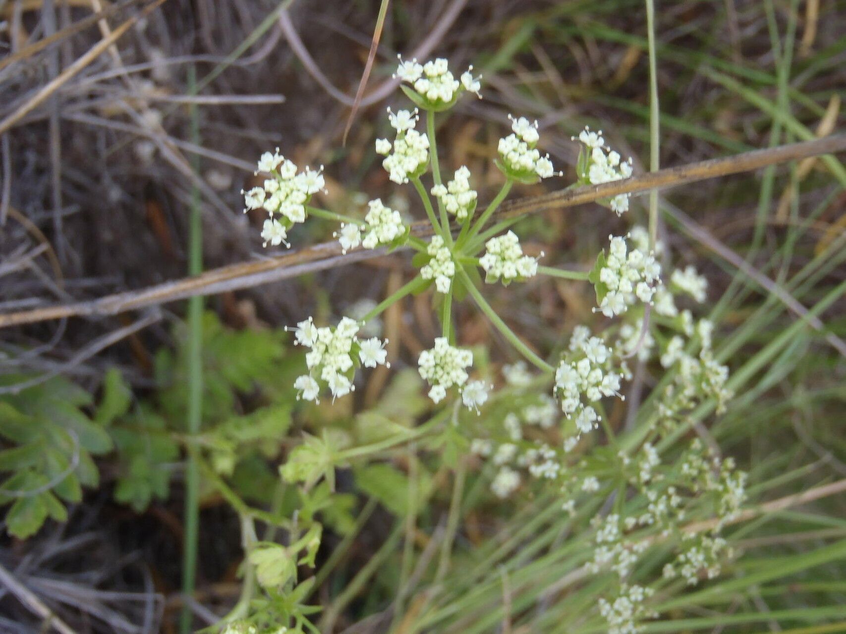 Berula thunbergii — related species from the same genus