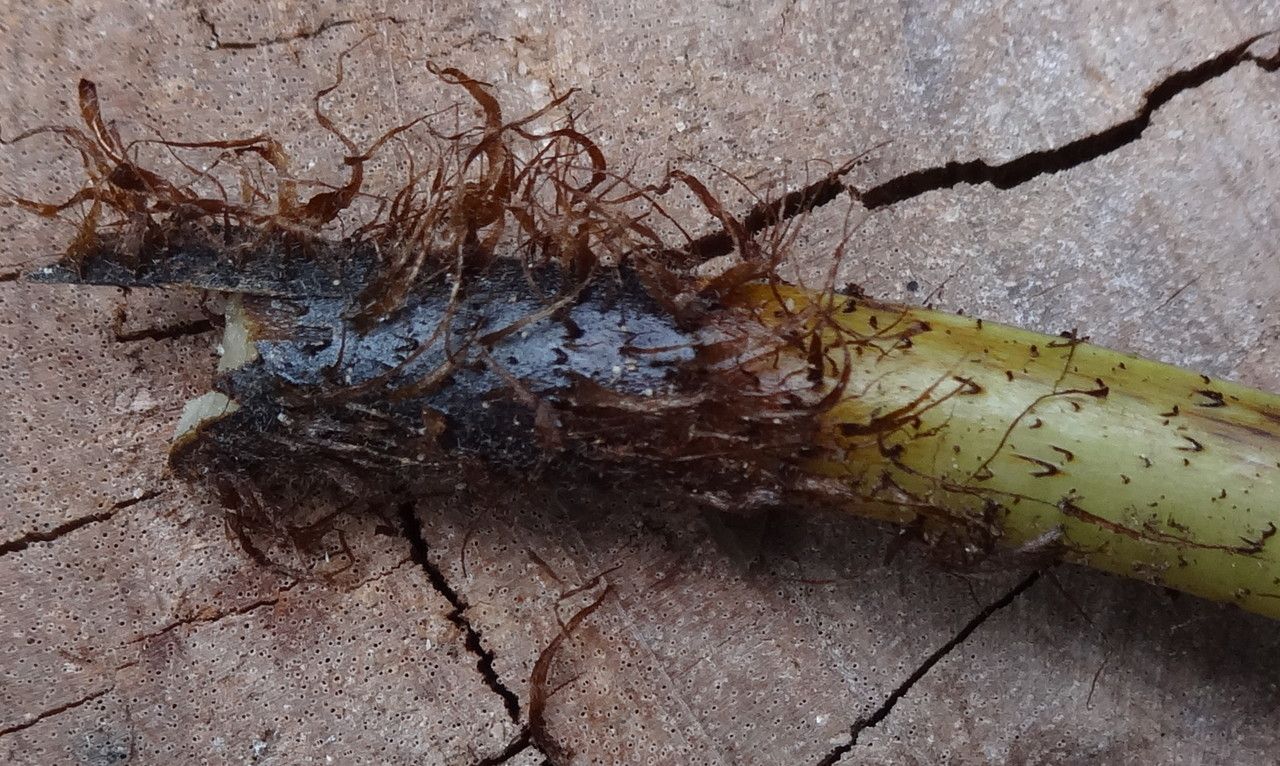 Lastreopsis vieillardii habit