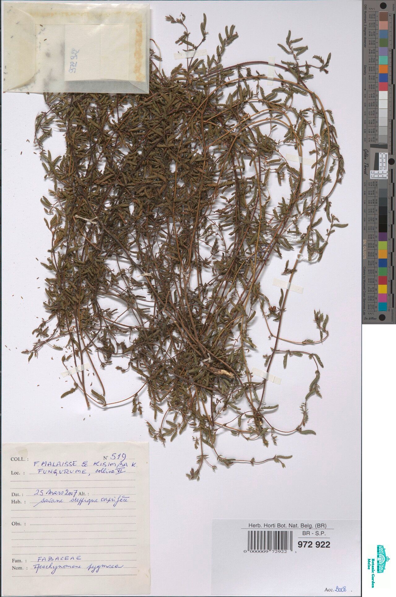 Aeschynomene pygmaea — houseplant care guide