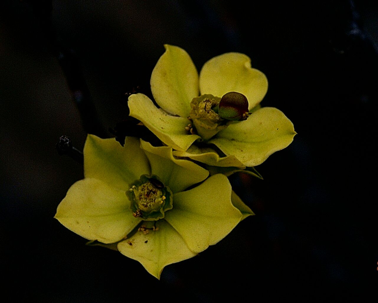 Euphorbia lactiflua — houseplant care guide