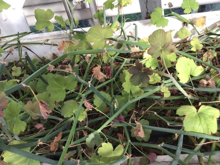 Pelargonium tetragonum habit