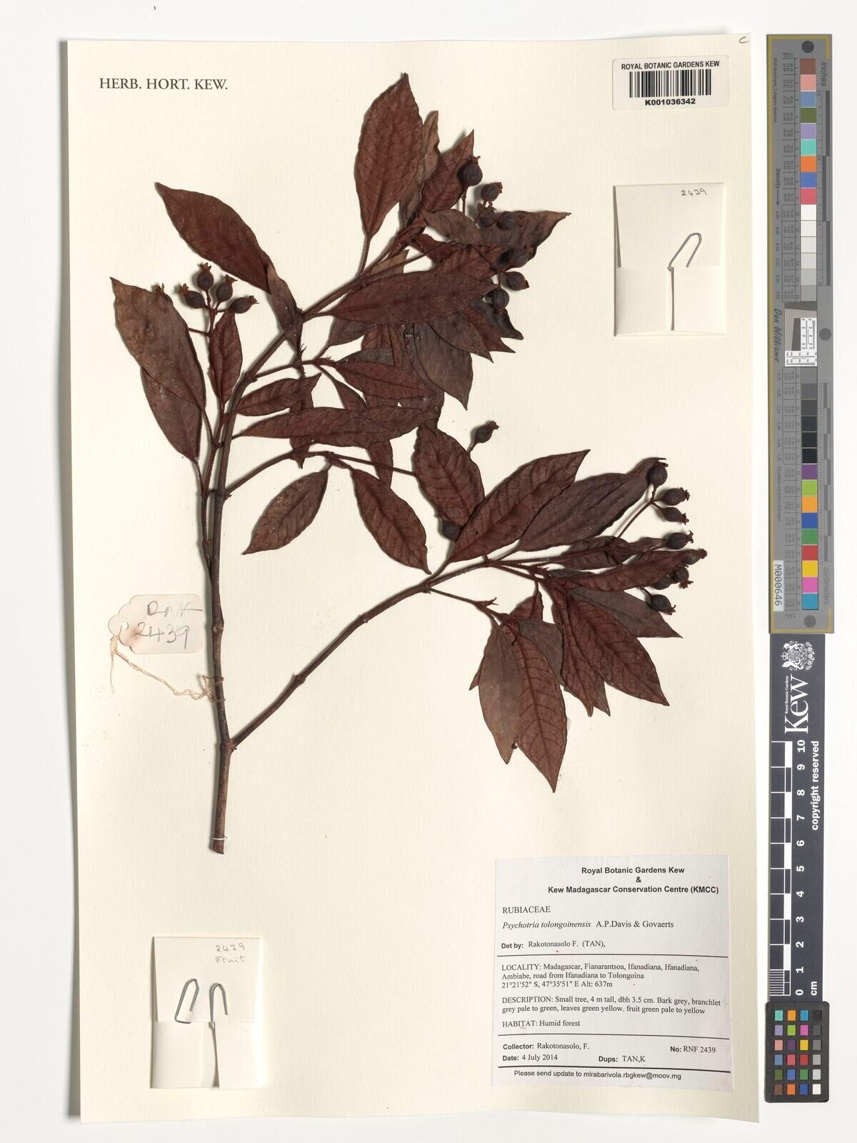 Psychotria tolongoinensis — houseplant care guide