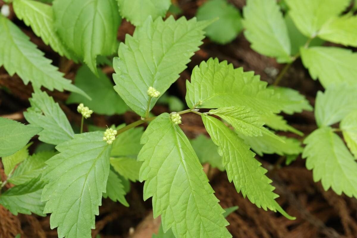 Elatostema involucratum — houseplant care guide