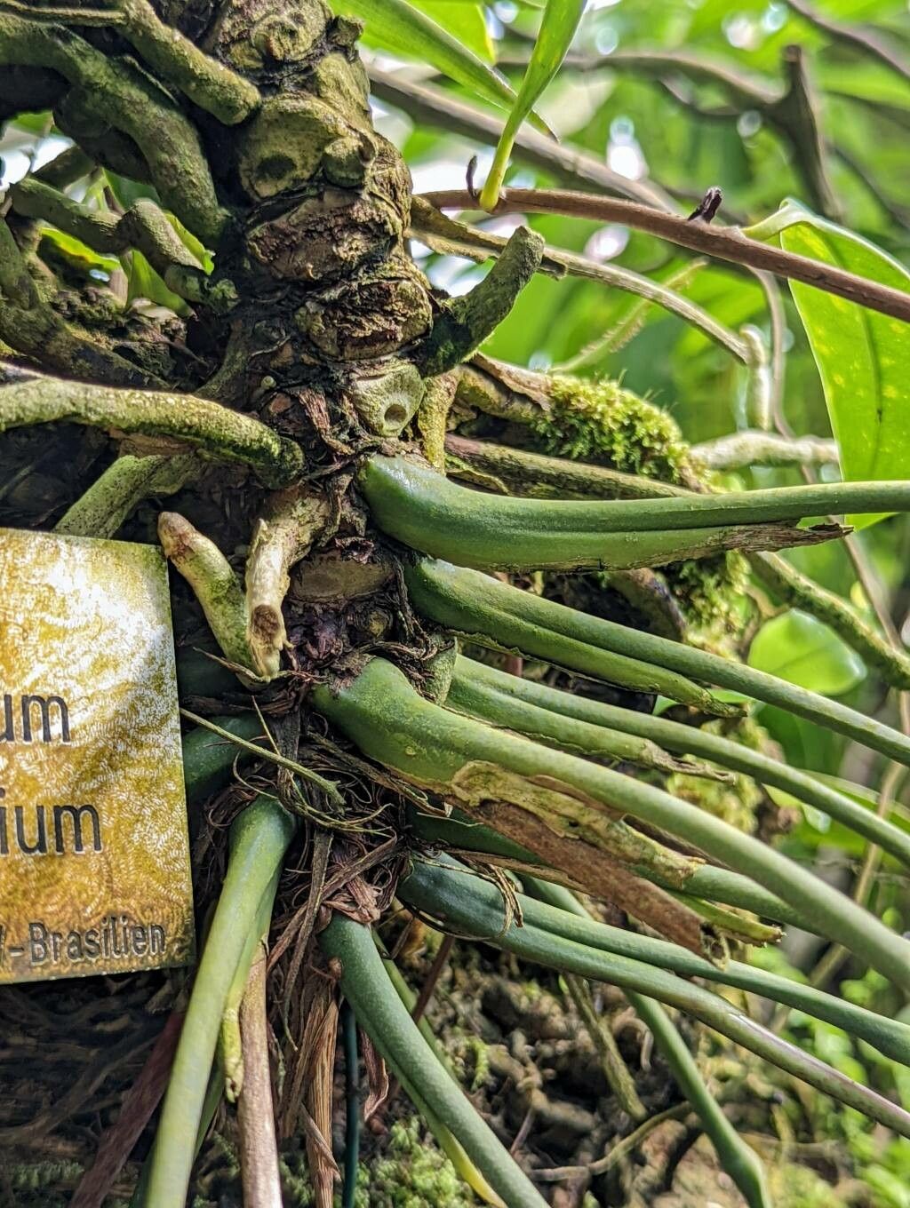 Anthurium vittariifolium bark