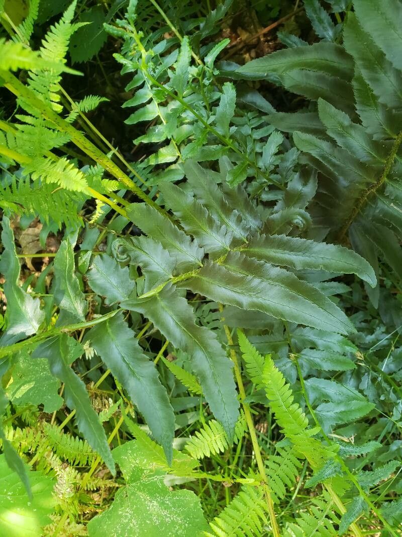 Polystichum acrostichoides