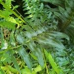 Polystichum acrostichoides