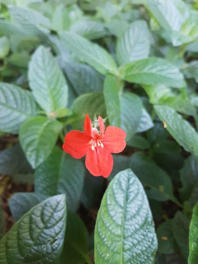 Ruellia elegans flower