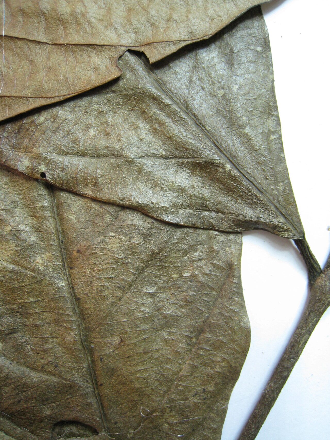 Salacia cordata other