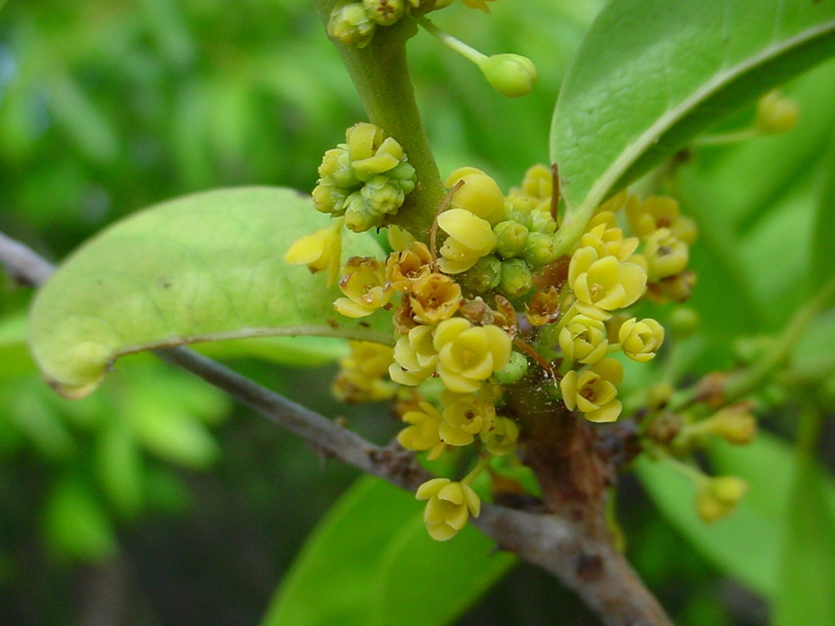 Glochidion billardierei flower