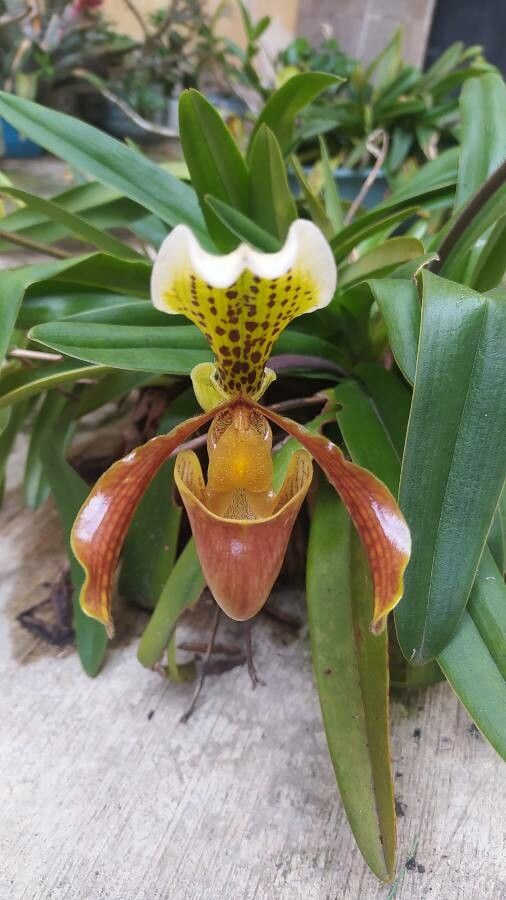 Paphiopedilum insigne flower