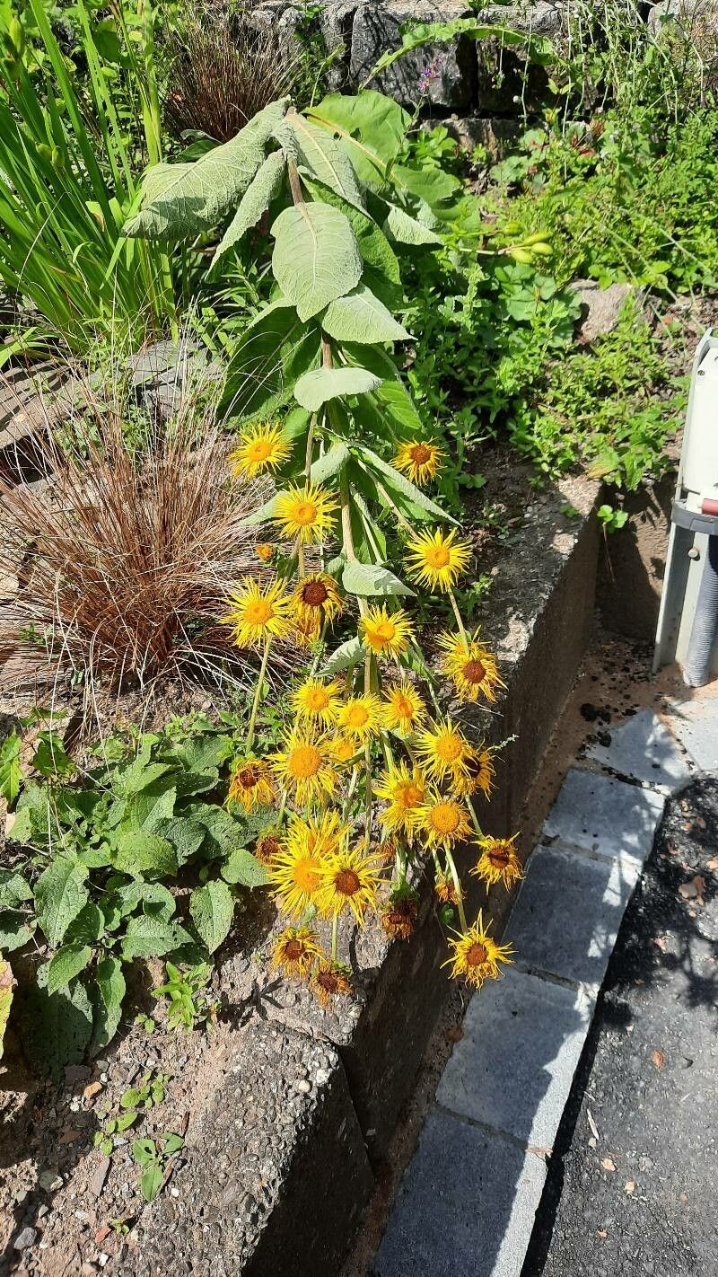 Inula magnifica habit