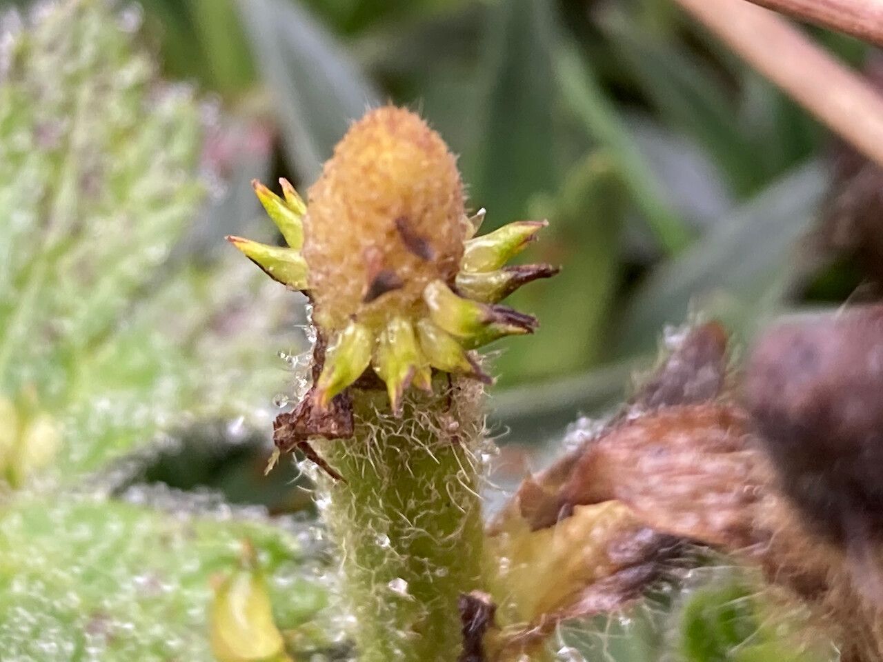 Ranunculus praemorsus fruit