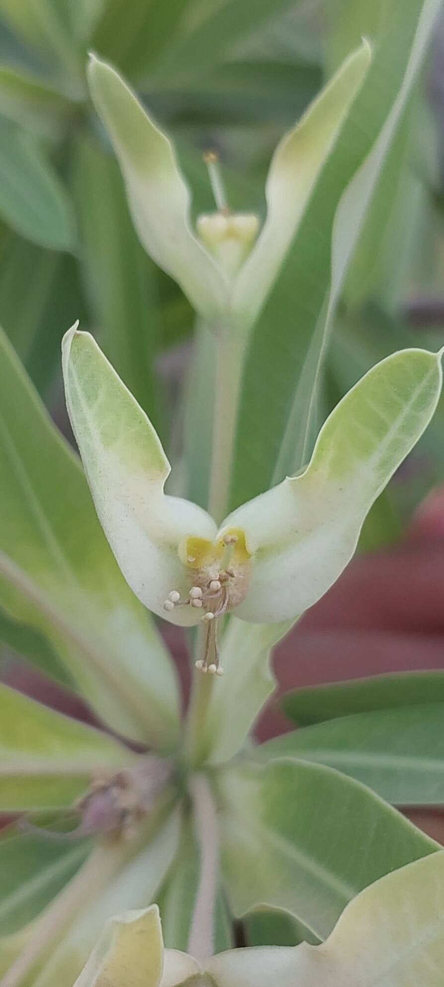 Euphorbia antso flower