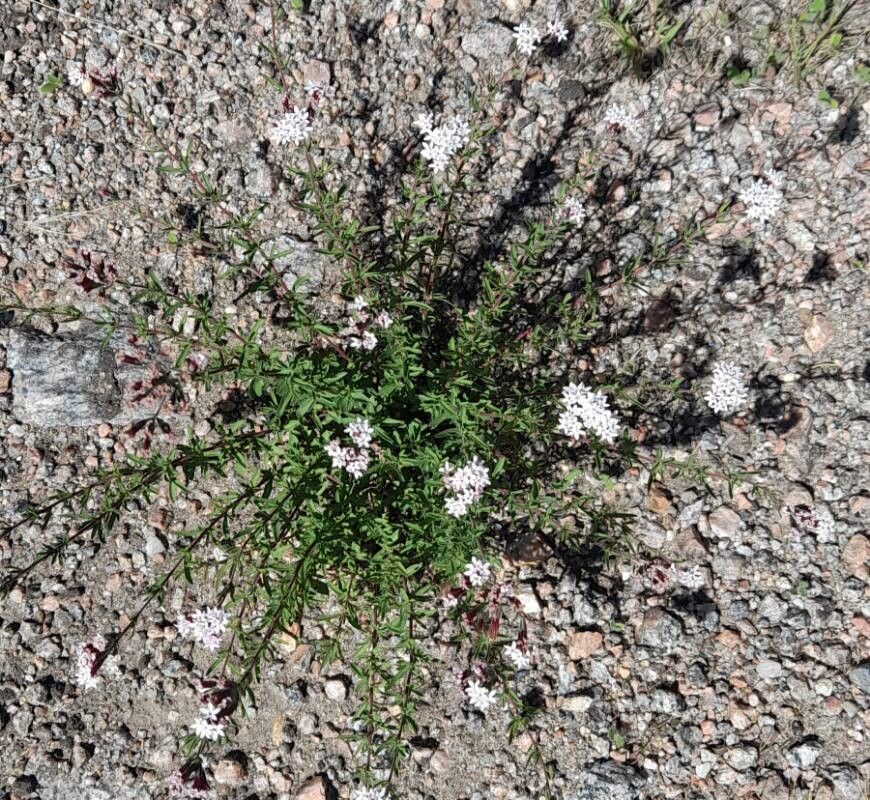 Stevia satureiifolium habit