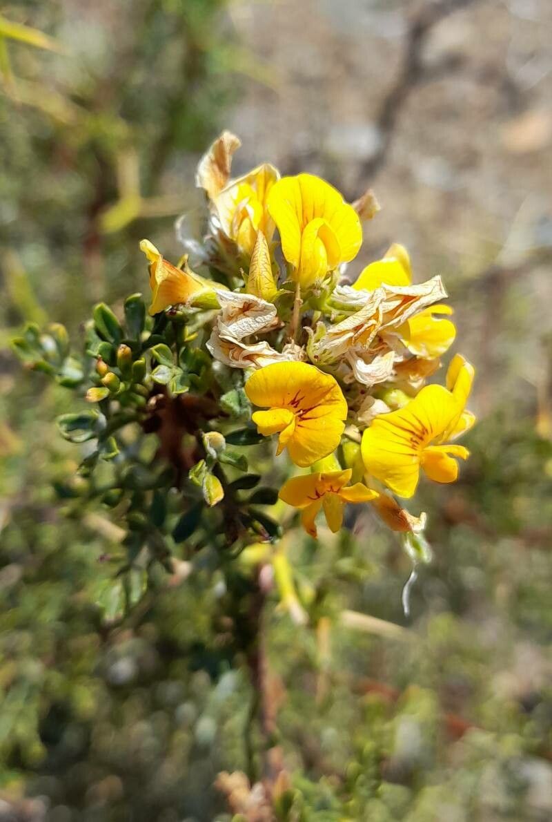 Adesmia volckmannii flower