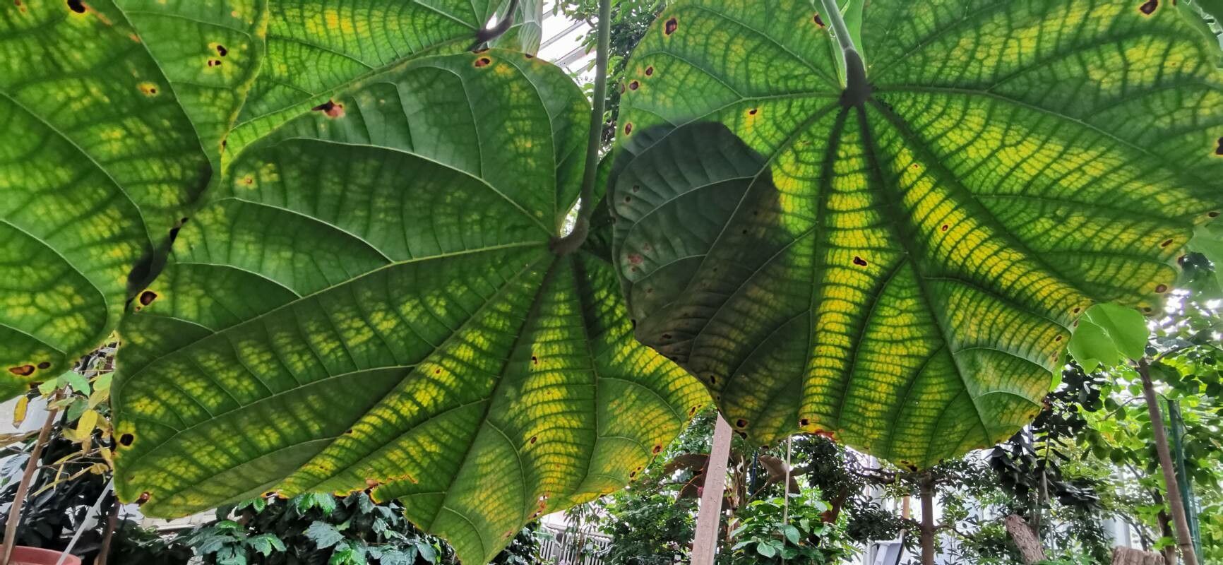 Matisia cordata leaf