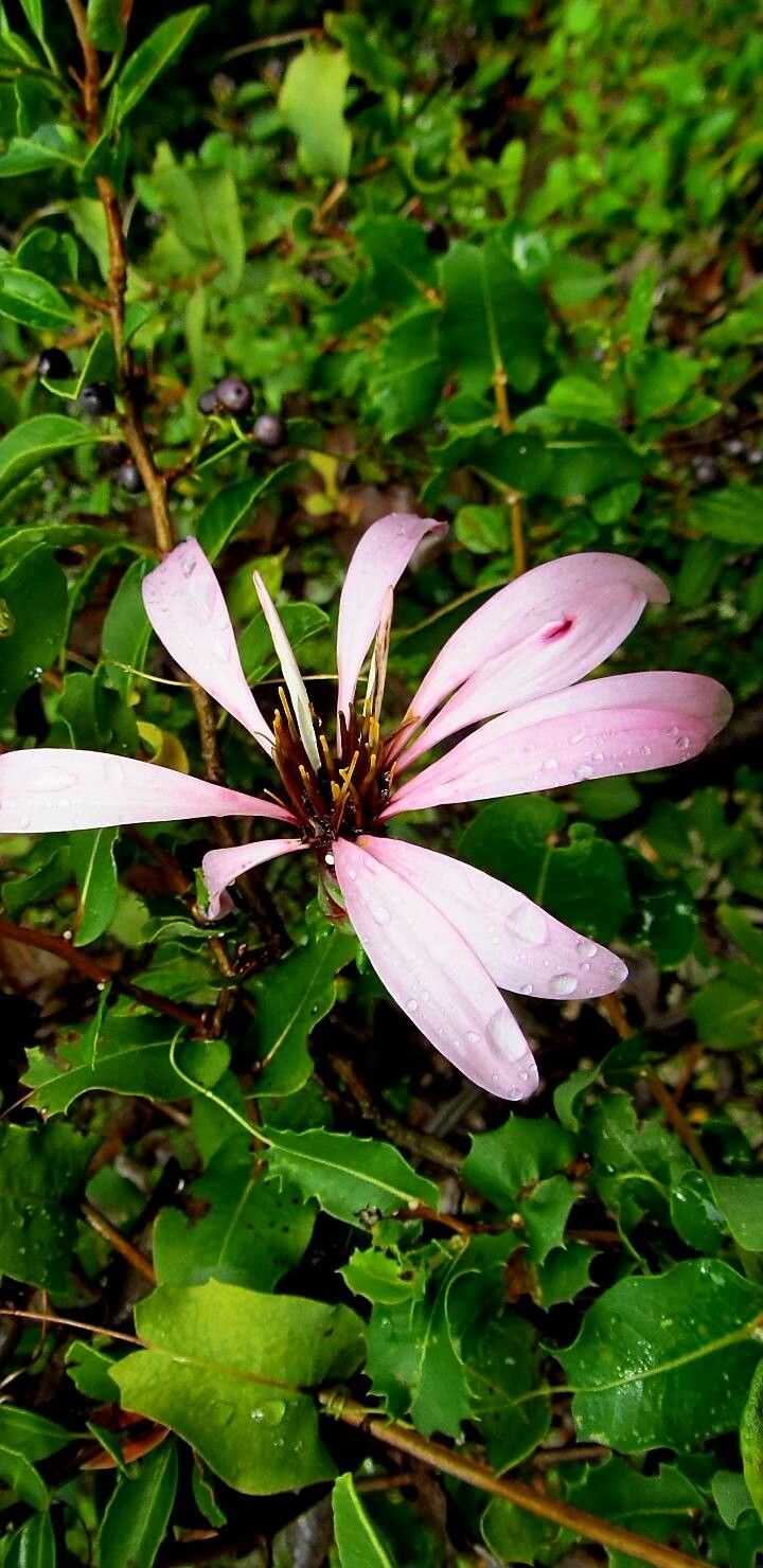 Mutisia spinosa flower