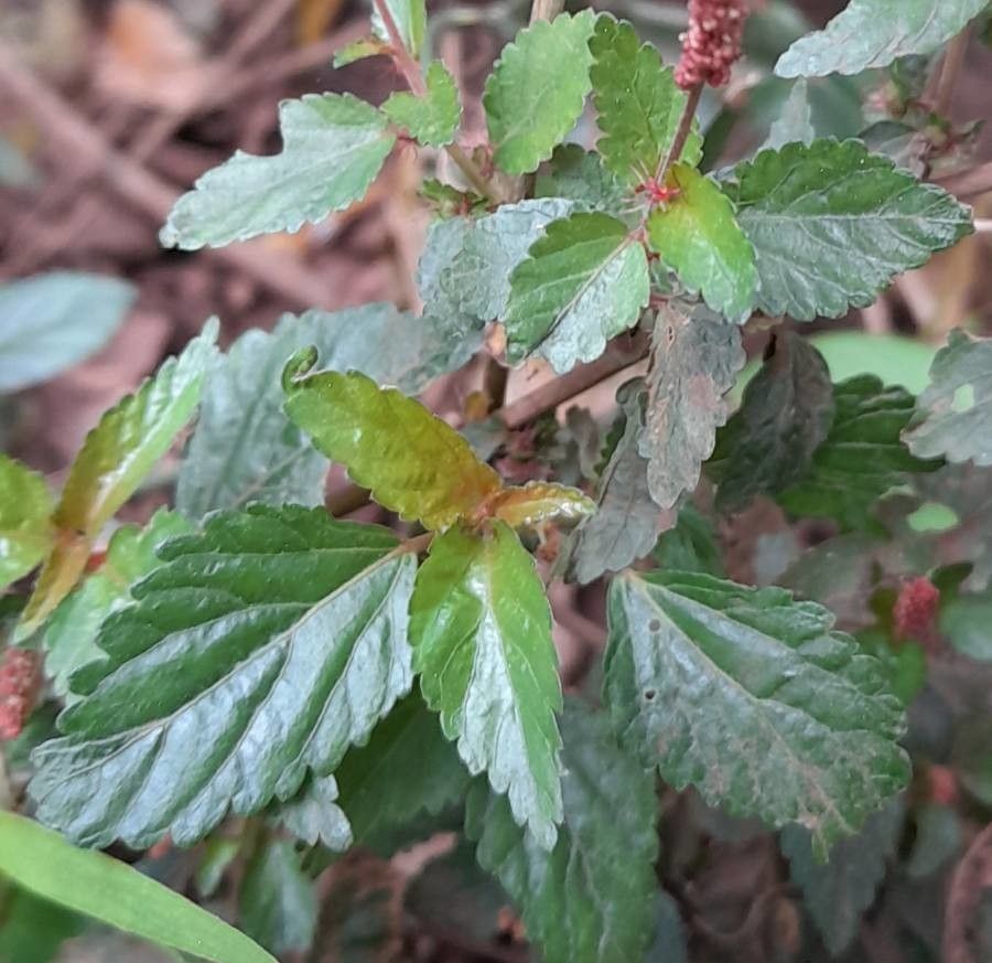 Acalypha multicaulis — search result for 'Acalypha'
