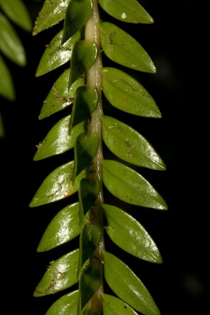 Phlegmariurus phlegmarioides leaf