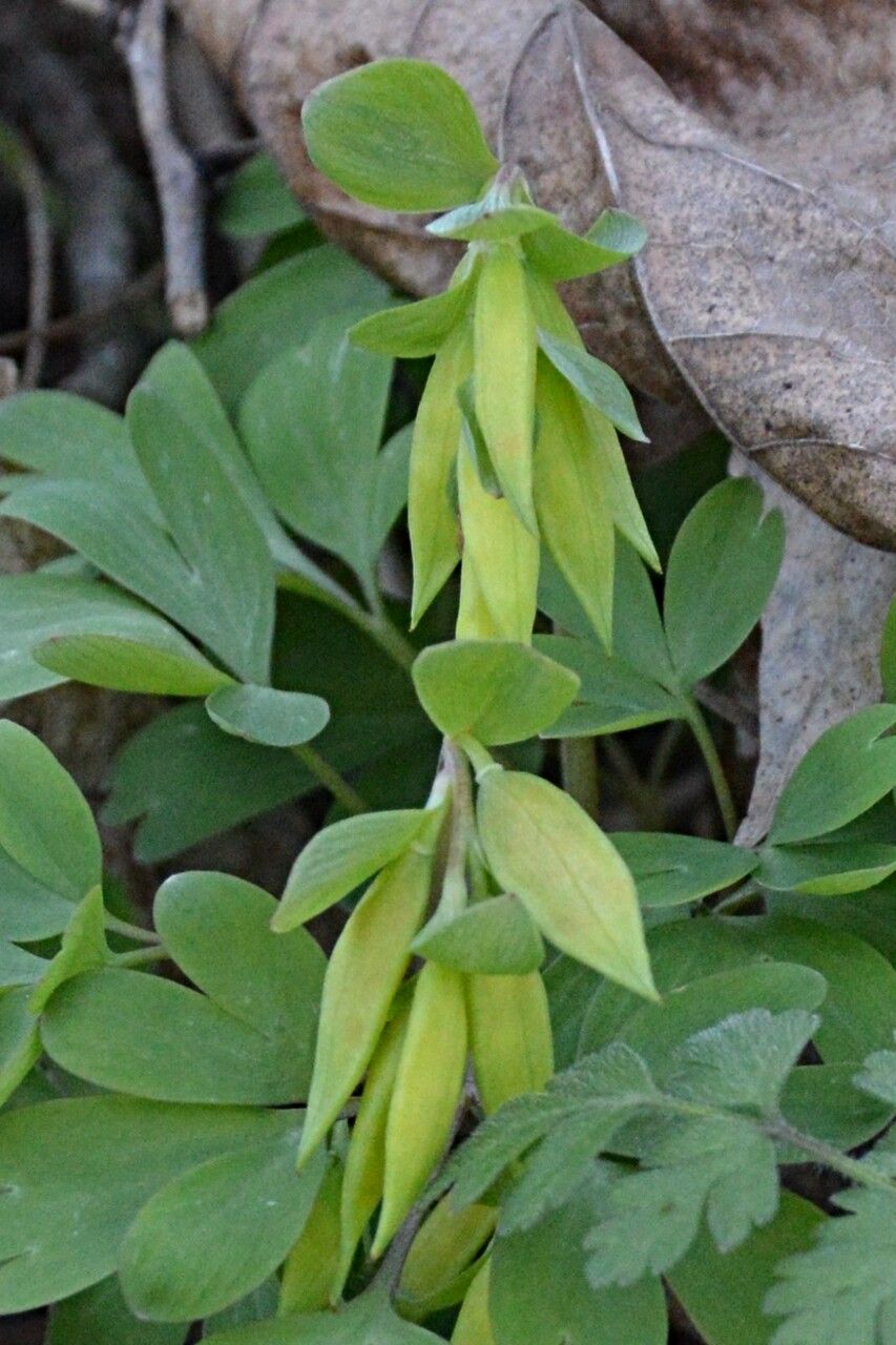 Corydalis intermedia fruit
