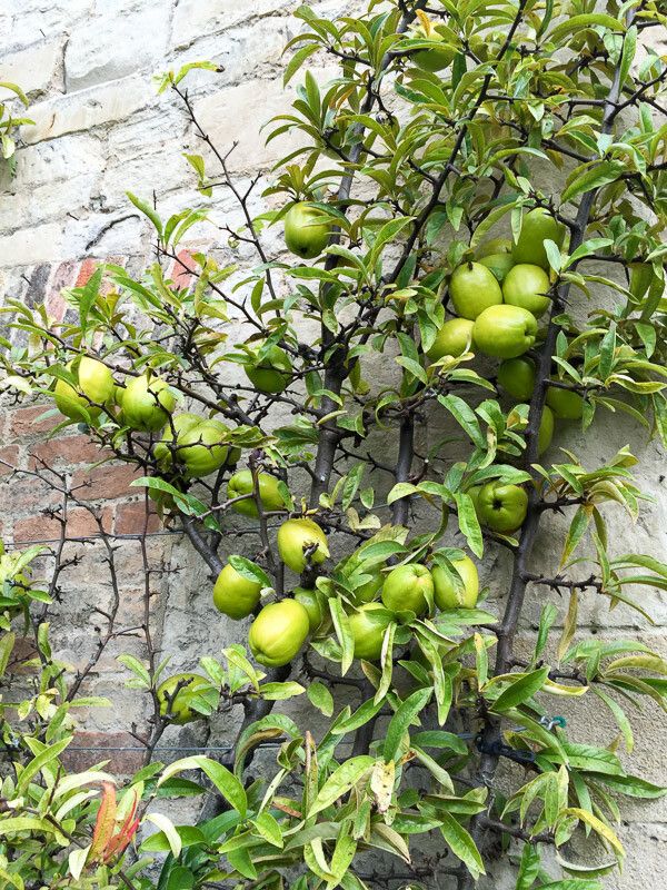 Chaenomeles × superba fruit