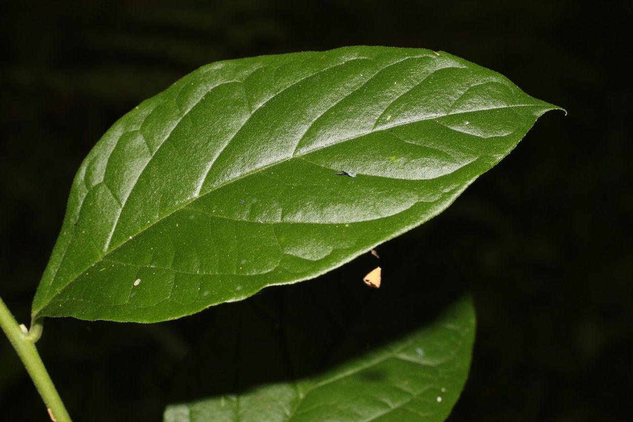 Varronia linnaei — houseplant care guide