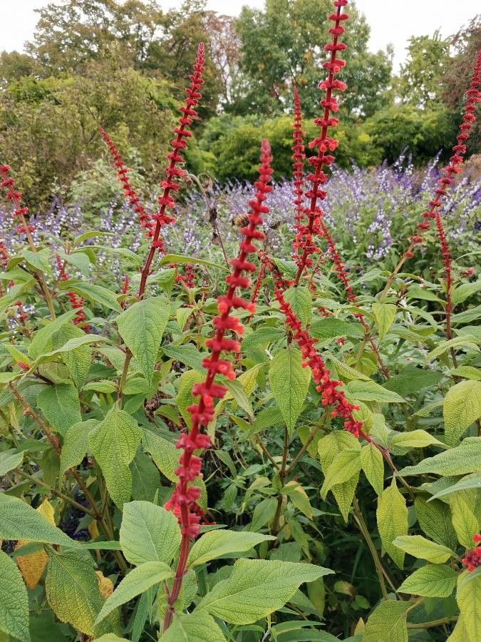 Salvia confertiflora flower