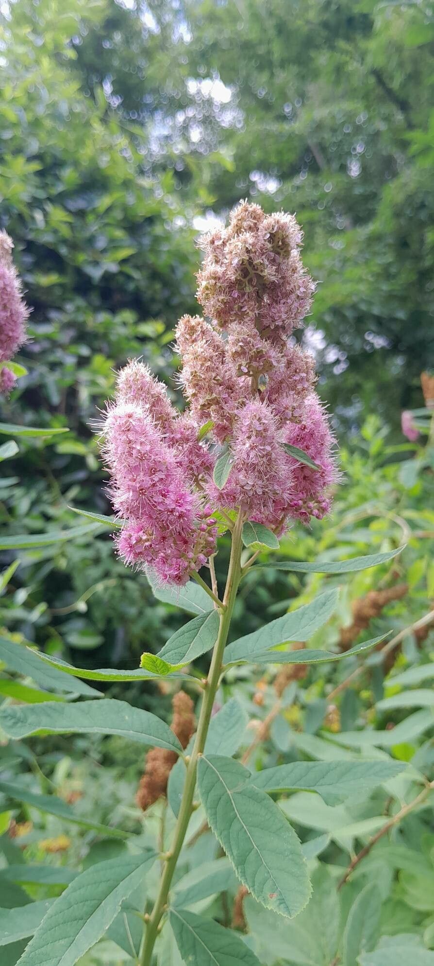 Spiraea × billardii flower