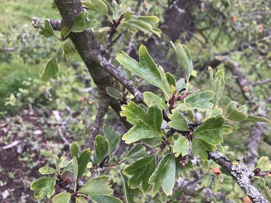 Crataegus × macrocarpa — search result for 'Crataegus'