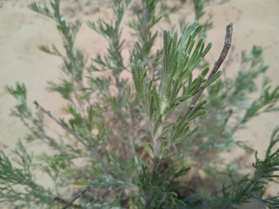 Artemisia santonicum leaf