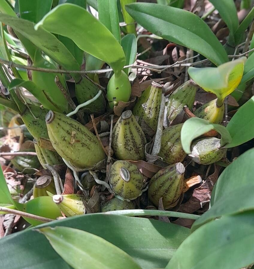 Gomesa bifolia other