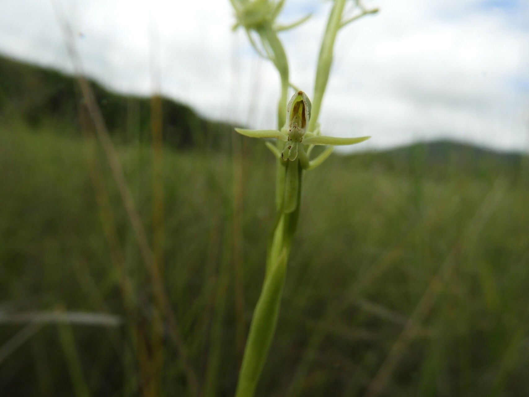 Habenaria magnirostris — houseplant care guide