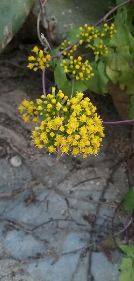 Delairea odorata flower