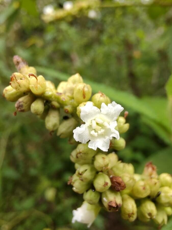 Cordia curassavica flower