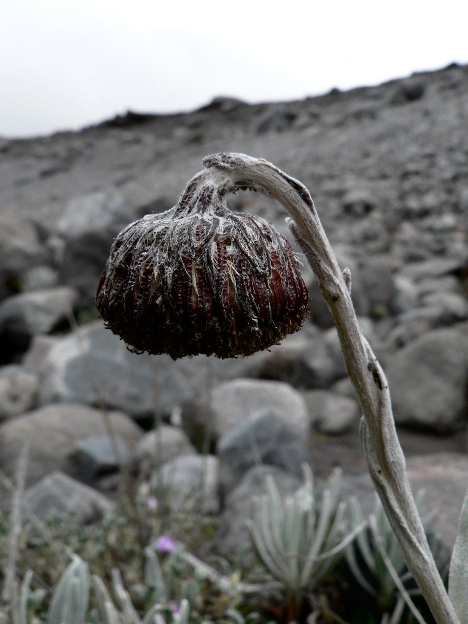 Senecio nivalis flower