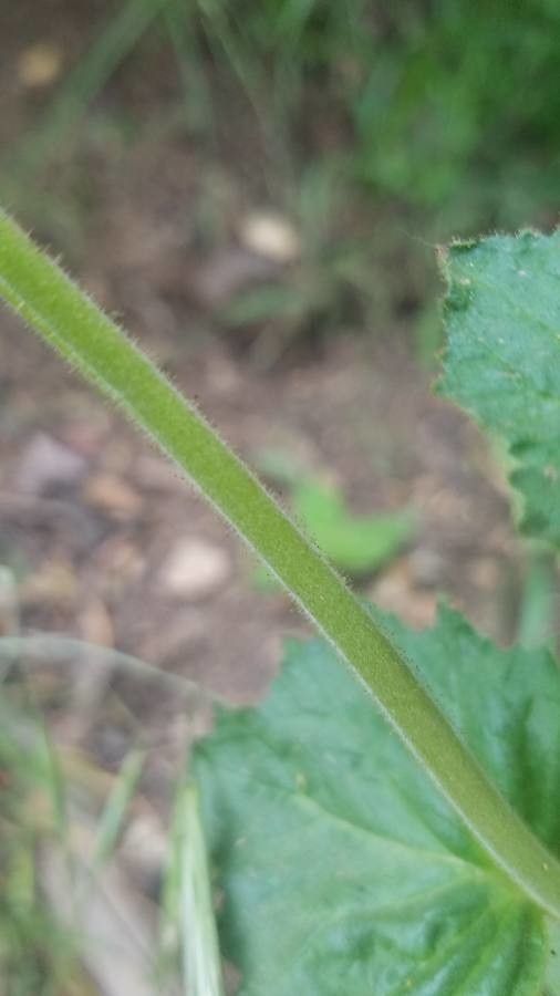 Phacelia viscida bark