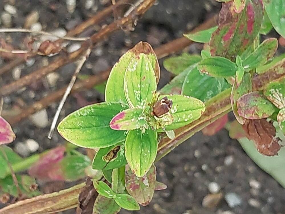 Hypericum orientale leaf