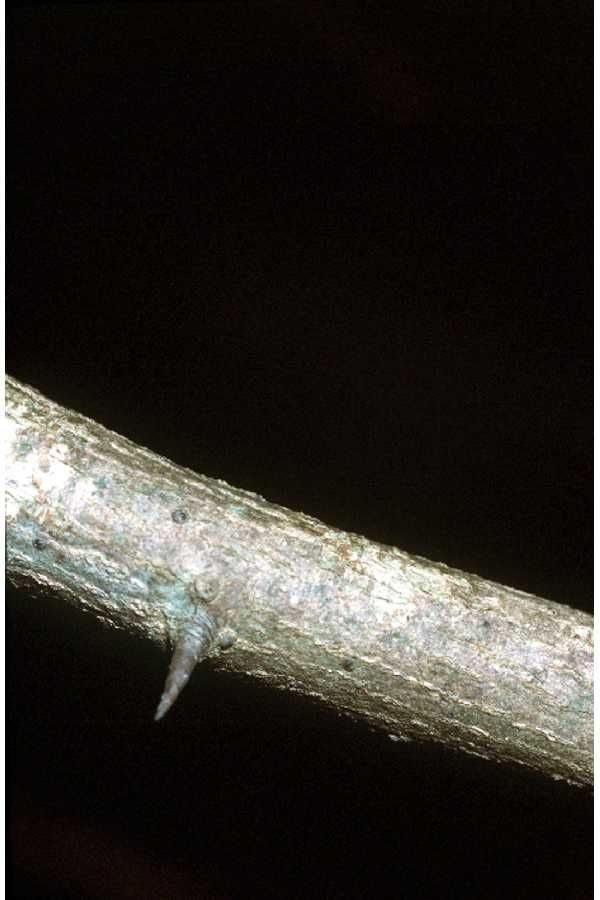 Sideroxylon lycioides bark