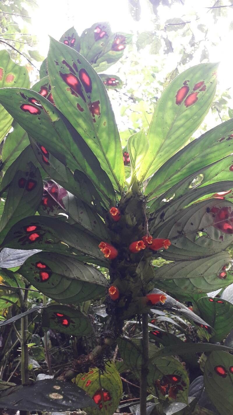 Columnea consanguinea flower