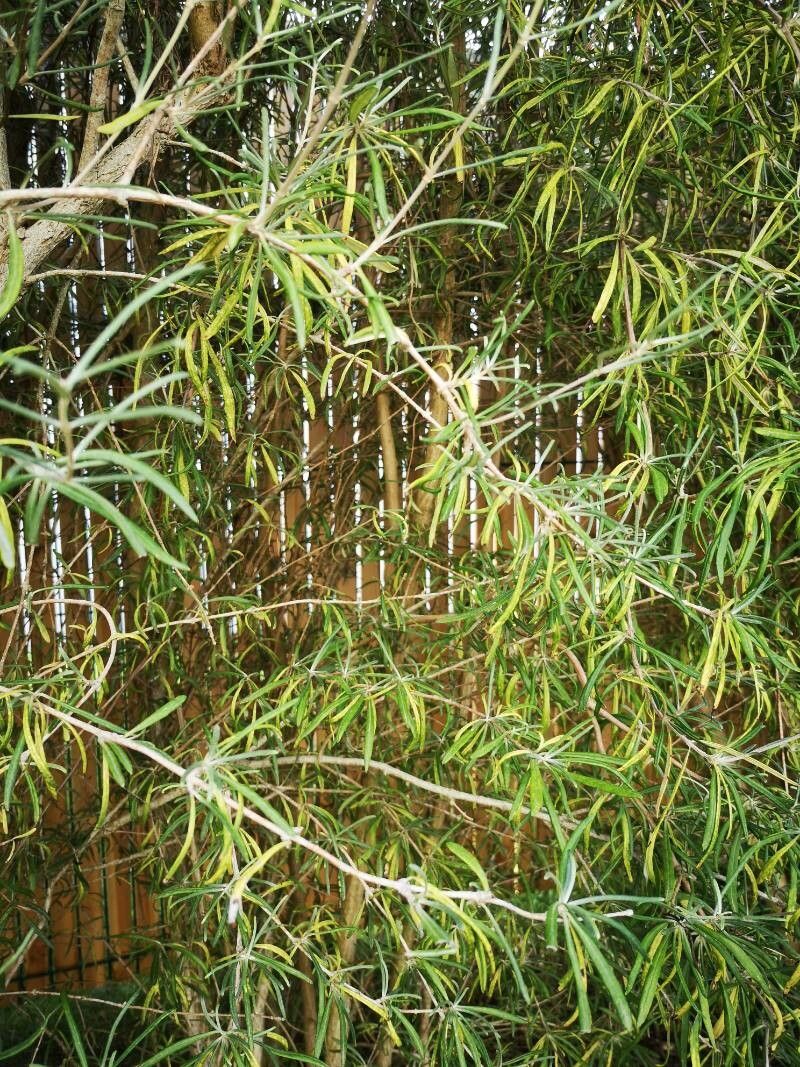 Olearia virgata leaf